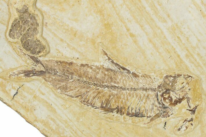 Fossil Fish (Knightia) and Coprolite - Wyoming #354084